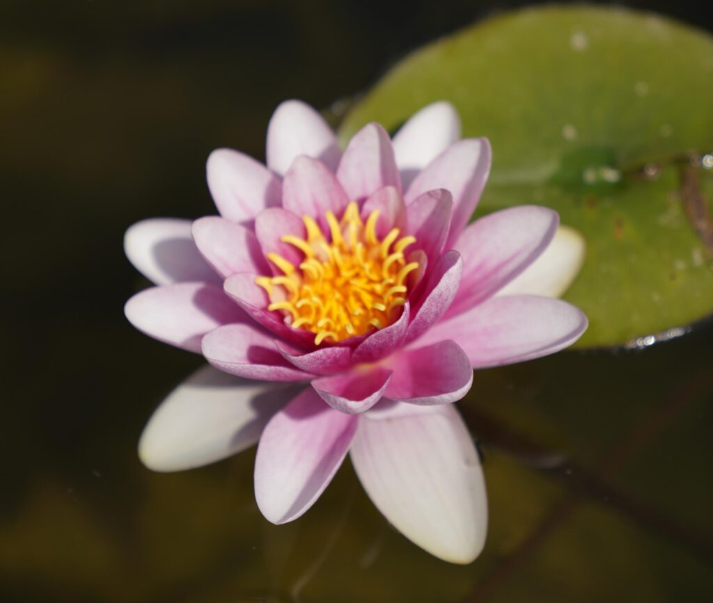 Seerose